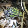 GRENOUILLE VERTE. Confiance en mon mimétisme.THIRIOUX VALÈRE